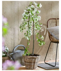 Hänge-Zier-Apfel 'Fontana', Stämmchen -Outdoor Garten Geschäft 7282213 WE MO 002 MalusFontanaMagazin