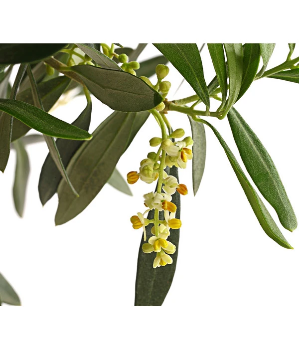 Olive, Ministamm 6 Olive, Ministamm – Bild 6