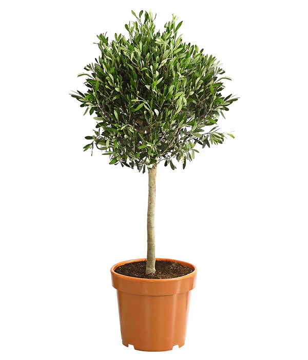 Olive, Ministamm 1 Olive, Ministamm