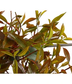 Purpur-Glanzmispel 'Red Robin', Ca. 150-160 Cm 5 Purpur-Glanzmispel 'Red Robin', Ca. 150-160 Cm -Outdoor Garten Geschäft 7305311 WE DE 001 PhotiniaGlanzmispelRedRobin50LSpalierDehnerExpressHerzig