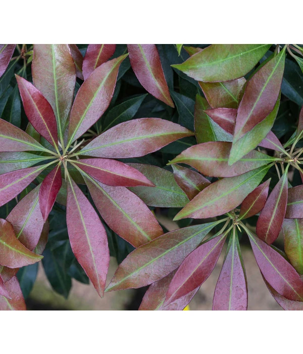 Schattenglöckchen, Japanische Lavendelheide 'Katsura' 1 Schattenglöckchen, Japanische Lavendelheide 'Katsura'