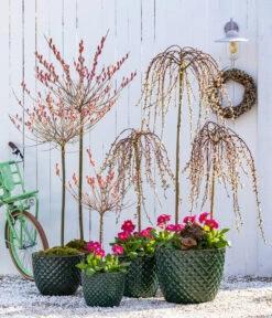 Hängekätzchenweide 'Kilmarnock' -Outdoor Garten Geschäft 7464738 8816498 6705461 WE MO 001 KaetzchenweideStaengelprimelTopfElite