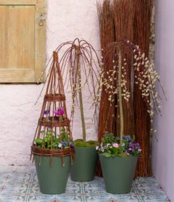 Hängekätzchenweide 'Kilmarnock' -Outdoor Garten Geschäft 7464761 7464787 WE MO 001 Haengekaetzchenweide