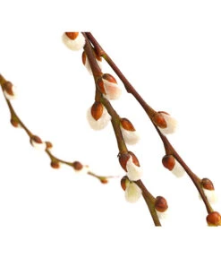 Hängekätzchenweide 'Kilmarnock' -Outdoor Garten Geschäft 7464761 WE DE 001 SalixHaengekaetzchenweideKilmarnockStamm2LDehnerExpressHerzig