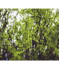 Lockenweide 'Erythroflexuosa' -Outdoor Garten Geschäft 7466923 WE DE 002 SalixLockenweidePixabay