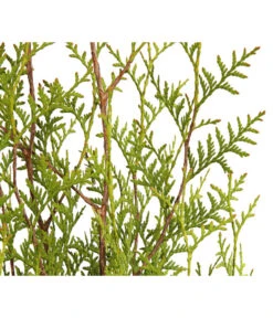 3 Meter Lebensbaum 'Brabant', 6 X Ca. 125-150 Cm -Outdoor Garten Geschäft 7511009 WE DE 001 LebensbaumThujaOccidentalisBrabant3L 1