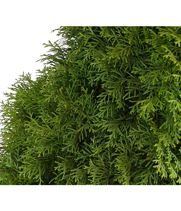 6 Meter Lebensbaum 'Smaragd', 12 X Ca. 140-160 Cm 4 6 Meter Lebensbaum 'Smaragd', 12 X Ca. 140-160 Cm – Bild 4