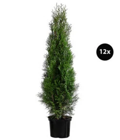 6 Meter Lebensbaum 'Smaragd', 12 X Ca. 140-160 Cm