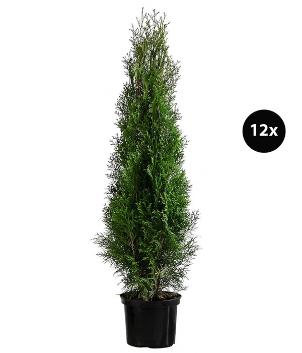 6 Meter Lebensbaum 'Smaragd', 12 X Ca. 140-160 Cm 1 6 Meter Lebensbaum 'Smaragd', 12 X Ca. 140-160 Cm