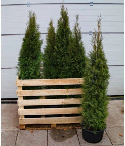 6 Meter Lebensbaum 'Smaragd', 12 X Ca. 140-160 Cm 6 6 Meter Lebensbaum 'Smaragd', 12 X Ca. 140-160 Cm -Outdoor Garten Geschäft 7517618 WE FS 002 ThujaSmaragdC23