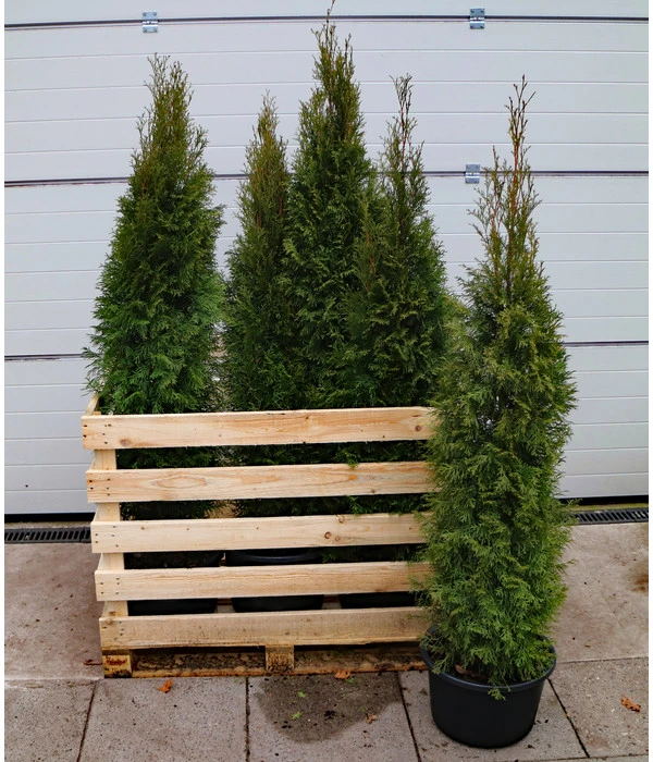 6 Meter Lebensbaum 'Smaragd', 12 X Ca. 140-160 Cm 3 6 Meter Lebensbaum 'Smaragd', 12 X Ca. 140-160 Cm – Bild 3