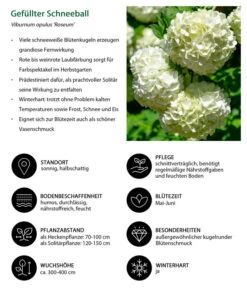 Gefüllter Schneeball 'Roseum' -Outdoor Garten Geschäft 7536592 WE IG 001 GefuellterSchneeball