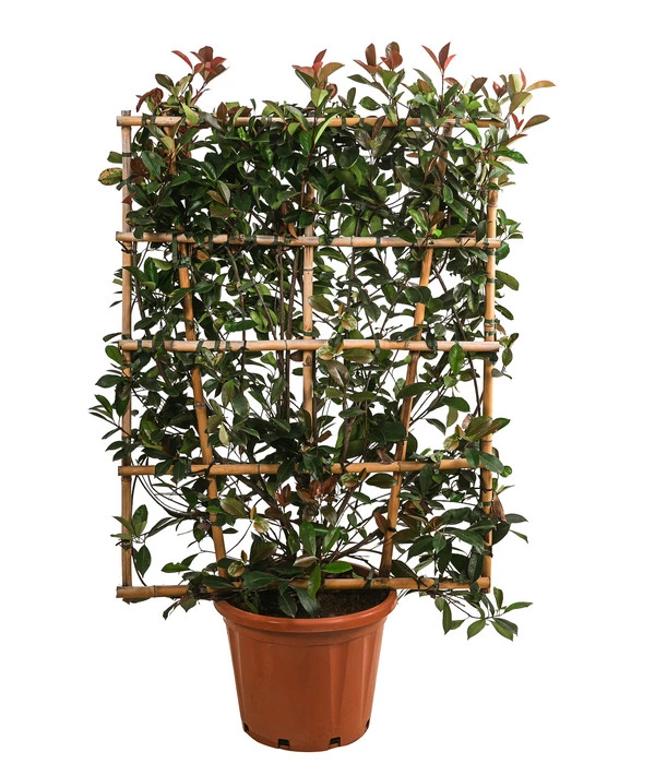 Purpur-Glanzmispel 'Red Robin', Ca. 150-160 Cm 1 Purpur-Glanzmispel 'Red Robin', Ca. 150-160 Cm