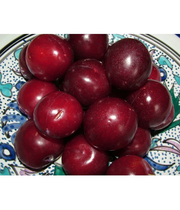 Aprikosen-Kirsche 'Aprikyra®' 2 Aprikosen-Kirsche 'Aprikyra®' – Bild 2