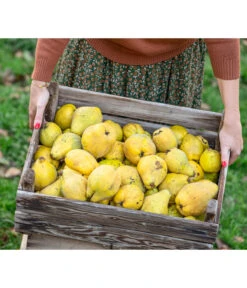 Birnenquitte -Outdoor Garten Geschäft 7604978 WE MO 001 Quittenkorb