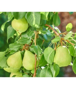 Zwergbirne 'Luisa' -Outdoor Garten Geschäft 7611999 WE DE 003 PyrusZwergbirneBirnePixabay