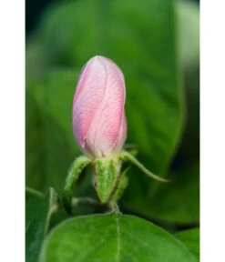 Birnenquitte -Outdoor Garten Geschäft 7612286 WE DE 002 CydoniaOblongaQuitteLucknerMai2015