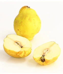 Birnenquitte -Outdoor Garten Geschäft 7612286 WE DE 003 BirnenquittePortugiesischeCydoniaOblonaDehnerExpressHerzig