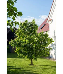 Birnenquitte -Outdoor Garten Geschäft 7612286 WE MO 003 CydoniaOblongaQuitteLucknerMai2015