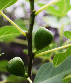 Bio Echte Feige 'Gustissimo® Perretta®' -Outdoor Garten Geschäft 7612666 WE DE 001 FicusFeigeBioGustissimoPerrettaAllgreen