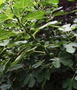 Bio Echte Feige 'Gustissimo® Perretta®' -Outdoor Garten Geschäft 7612666 WE DE 003 FicusFeigeBioGustissimoPerrettaAllgreen