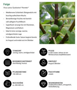 Bio Echte Feige 'Gustissimo® Perretta®' -Outdoor Garten Geschäft 7612666 WE IG 001 FeigeFicuscaricaGustissimiPerretta