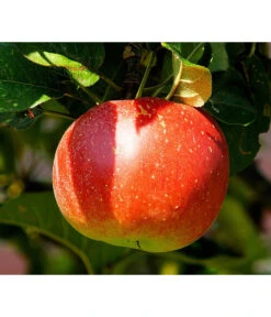 Bio Winterapfel 'Cox Orange Pippin'