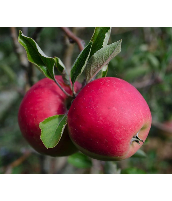 Bio Herbstapfel 'Elstar' 1 Bio Herbstapfel 'Elstar'