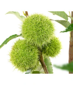 Esskastanie 'Bouche Rouge' 5 Esskastanie 'Bouche Rouge' -Outdoor Garten Geschäft 7621964 WE DE 002 CastaneaSativaBocheRougeEsskastanie