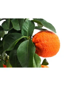 Rangpur-Limette 'Lima Rossa' 9 Rangpur-Limette 'Lima Rossa' -Outdoor Garten Geschäft 7622616 WE DE 001 CitrusLimaRossaSuesseLimette