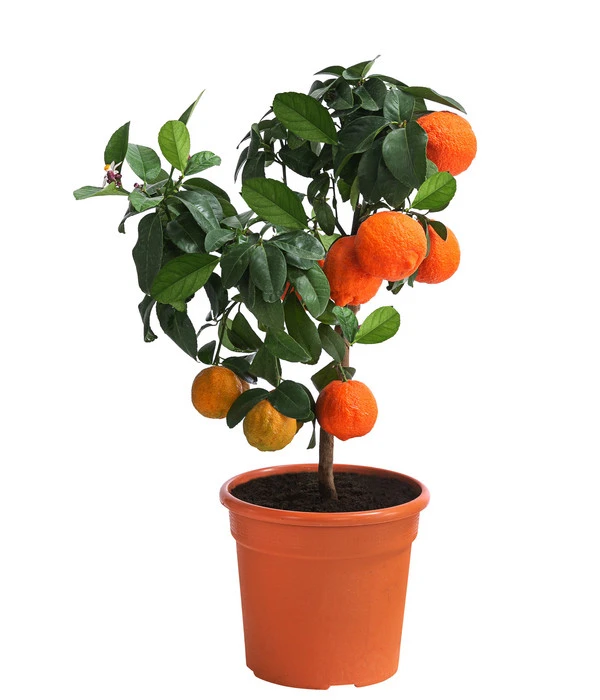 Rangpur-Limette 'Lima Rossa' 1 Rangpur-Limette 'Lima Rossa'