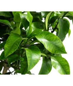 Rosafarbene Grapefruit -Outdoor Garten Geschäft 7622673 WE DE 002 CitrusParadisiiRosaGrapefruitT20