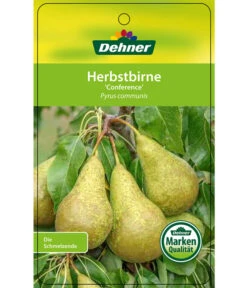 Herbstbirne 'Conference' 14 Herbstbirne 'Conference' -Outdoor Garten Geschäft 7625908 HerbstbirneConference Etikett 1