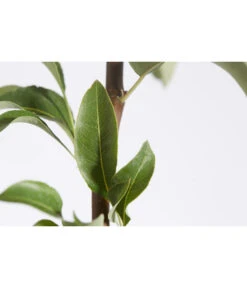 Herbstbirne 'Conference' 13 Herbstbirne 'Conference' -Outdoor Garten Geschäft 7625908 PR DE 001 BirneConferencePyrusBusch95LiterDehnerExpressZS