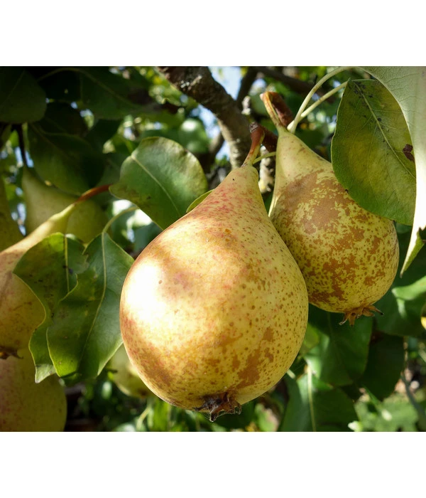 Herbstbirne 'Conference' 1 Herbstbirne 'Conference'