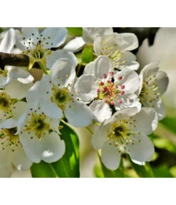 Herbstbirne 'Conference' 10 Herbstbirne 'Conference' -Outdoor Garten Geschäft 7625908 PR DE 003 PyrusBirneConferenceBluetePixabay