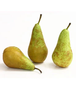 Herbstbirne 'Conference' 11 Herbstbirne 'Conference' -Outdoor Garten Geschäft 7625908 WE DE 005 BirneConferenceDehnerExpressHerzig