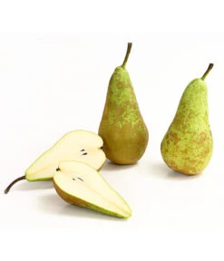 Herbstbirne 'Conference' 12 Herbstbirne 'Conference' -Outdoor Garten Geschäft 7625908 WE DE 006 BirneConferenceDehnerExpressHerzig