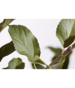 Winterapfel 'Cox Orange' -Outdoor Garten Geschäft 7626518 PR DE 001 ApfelCoxOrangeMalusBusch95LiterDehnerExpressZS