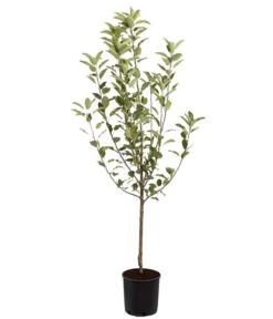 Winterapfel 'Cox Orange' -Outdoor Garten Geschäft 7626518 PR FS 001 ApfelCoxOrangeMalusBusch95LiterDehnerExpressZS