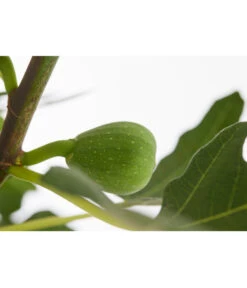 Echte Feige 'Dalmatie' 5 Echte Feige 'Dalmatie' -Outdoor Garten Geschäft 7642994 PR DE 001 FeigeDalmatieFicusCarica7 5LDehnerExpressZS