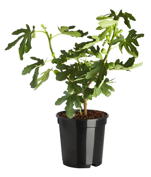 Echte Feige 'Dalmatie' 2 Echte Feige 'Dalmatie' – Bild 2