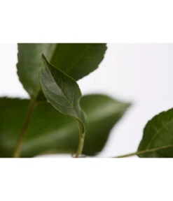 Herbstapfel 'Gala' 7 Herbstapfel 'Gala' -Outdoor Garten Geschäft 7645880 PR DE 001 ApfelGalaBuschMalus95LiterDehnerExpressZS