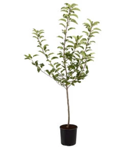 Herbstapfel 'Gala' 6 Herbstapfel 'Gala' -Outdoor Garten Geschäft 7645880 PR FS 001 ApfelGalaBuschMalus95LiterDehnerExpressZS