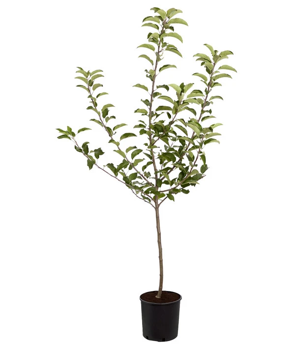 Herbstapfel 'Gala' 3 Herbstapfel 'Gala' – Bild 3