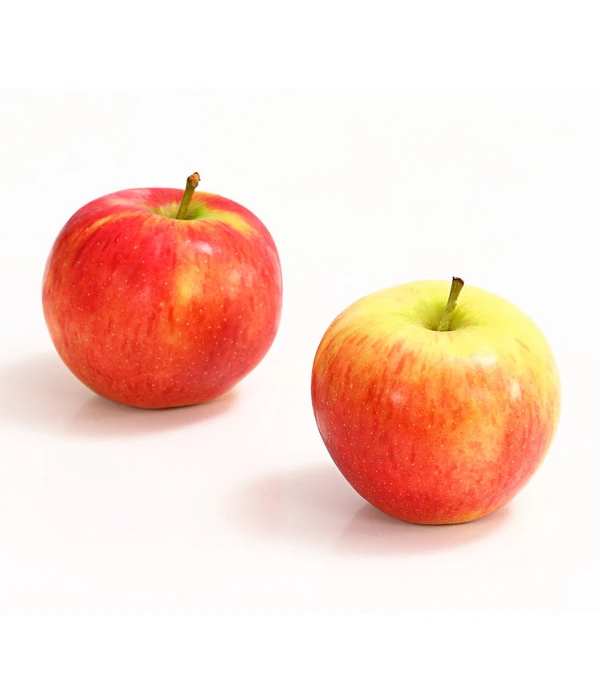 Herbstapfel 'Gerlinde' 1 Herbstapfel 'Gerlinde'