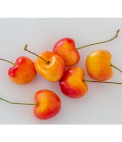 Kirschen-Duo 'Regina/Napoleon' 9 Kirschen-Duo 'Regina/Napoleon' -Outdoor Garten Geschäft 7657570 WE MO 001 SuesskirscheGrossePrinzessinPixabay