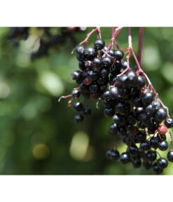 Holunder 'Black Tower' 5 Holunder 'Black Tower' -Outdoor Garten Geschäft 7662810 PR MO 002 HolunderBlackTower