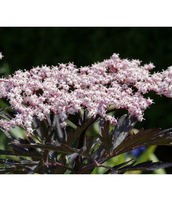 Holunder 'Black Tower' 1 Holunder 'Black Tower'