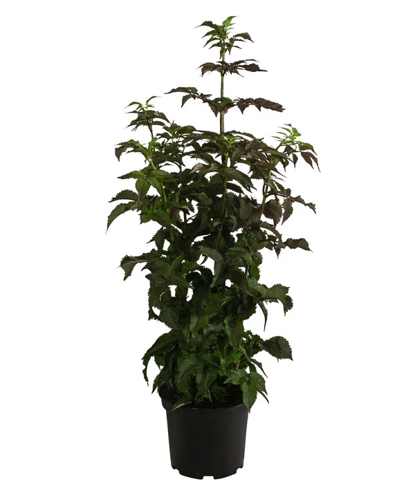 Holunder 'Black Tower' 2 Holunder 'Black Tower' – Bild 2